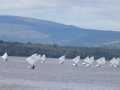 Copy-of-101-G-Wisdom-Main-fleet-sailing-to-Garrykennedy